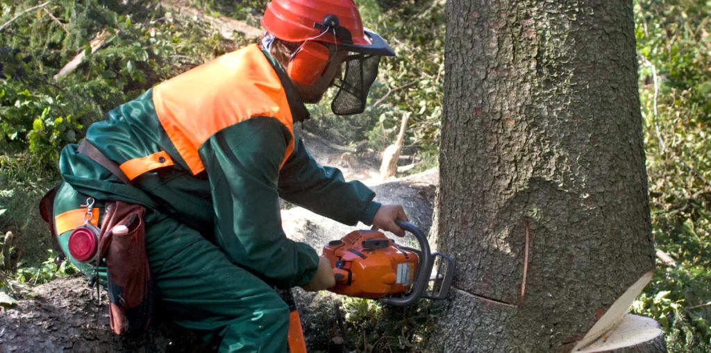 Tree Removal horizontal