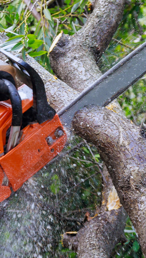 an electric saw cutting a tree branch
